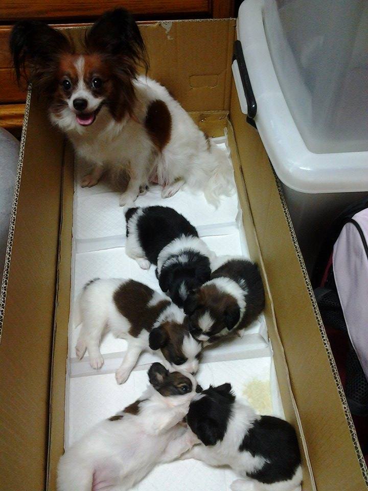 蝴蝶犬幼犬2014/04/04,04/16公母都有 - 20140524001704-861937288.jpg(圖)