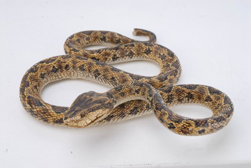 鱻魚工作室 - 20070225001317_334283984.jpg(圖)