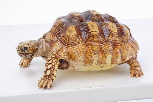 鱻魚工作室 - 20070225001317_334311937.jpg(圖)