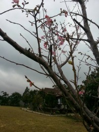 ●新埔 ~ 莊雨夢蝶山莊●獨棟小木屋_圖片(4)