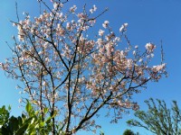 ●新埔 ~ 油桐花山莊●景觀農地_圖片(2)