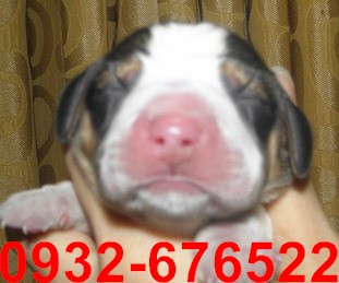 正13寸米格魯幼犬5/02照片 - 20140502095813-995853855.jpg(圖)