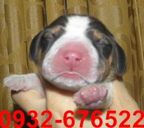 正13寸米格魯幼犬5/02照片 - 20140502095813-995900608.jpg(圖)