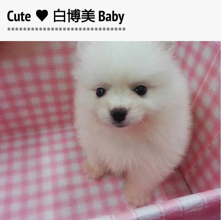 活潑小博美Baby (附照)  - 20140723160020-102480241.jpg(圖)