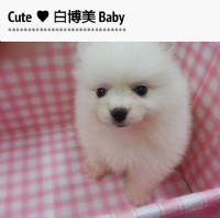 活潑小博美Baby (附照) _圖片(2)