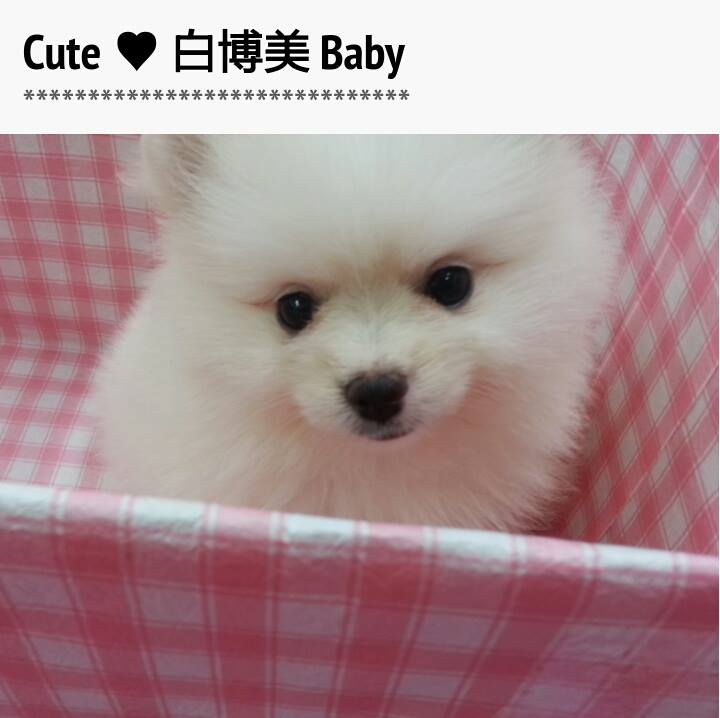活潑小博美Baby (附照)  - 20140723160020-102493220.jpg(圖)
