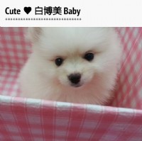 活潑小博美Baby (附照) _圖片(3)
