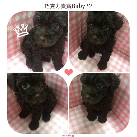 優質巧克力貴賓寶貝 - 20140723160439-102741448.jpg(圖)