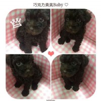 優質巧克力貴賓寶貝_圖片(1)