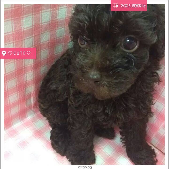 優質巧克力貴賓寶貝 - 20140723160439-102782243.jpg(圖)
