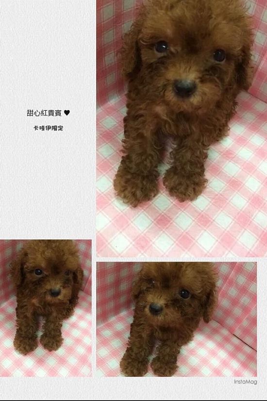 紅貴賓小寶貝 - 20140724134847-180982022.jpg(圖)