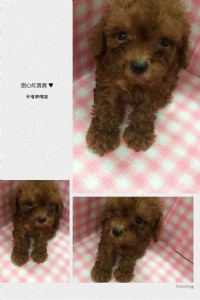 紅貴賓小寶貝_圖片(1)