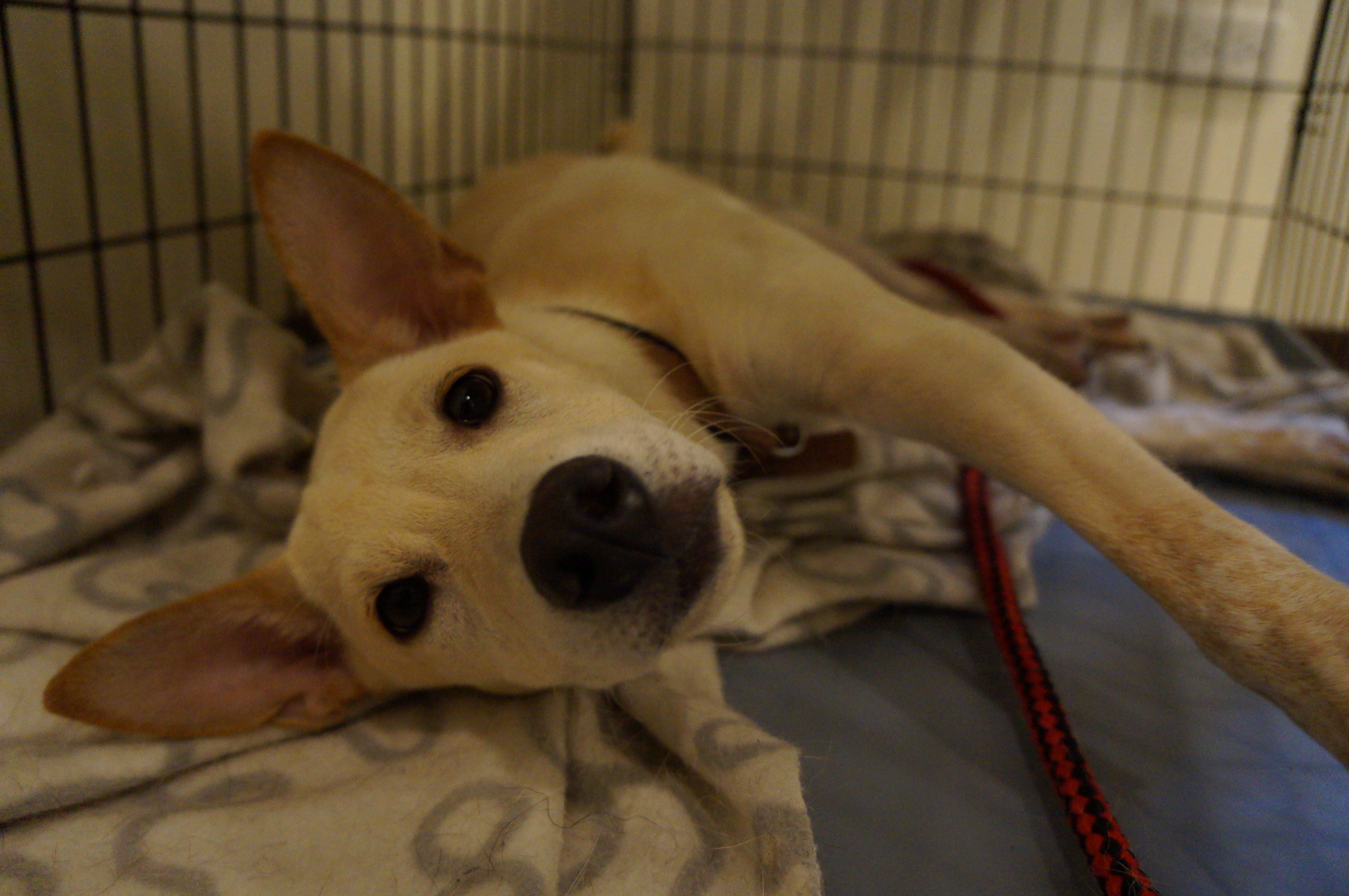 “狗狗送養”白色米克斯母四個月大，原送養人家庭有傷病無法續養，盼有緣人，溫柔親人活潑 - 20140808143918-480145159.JPG(圖)