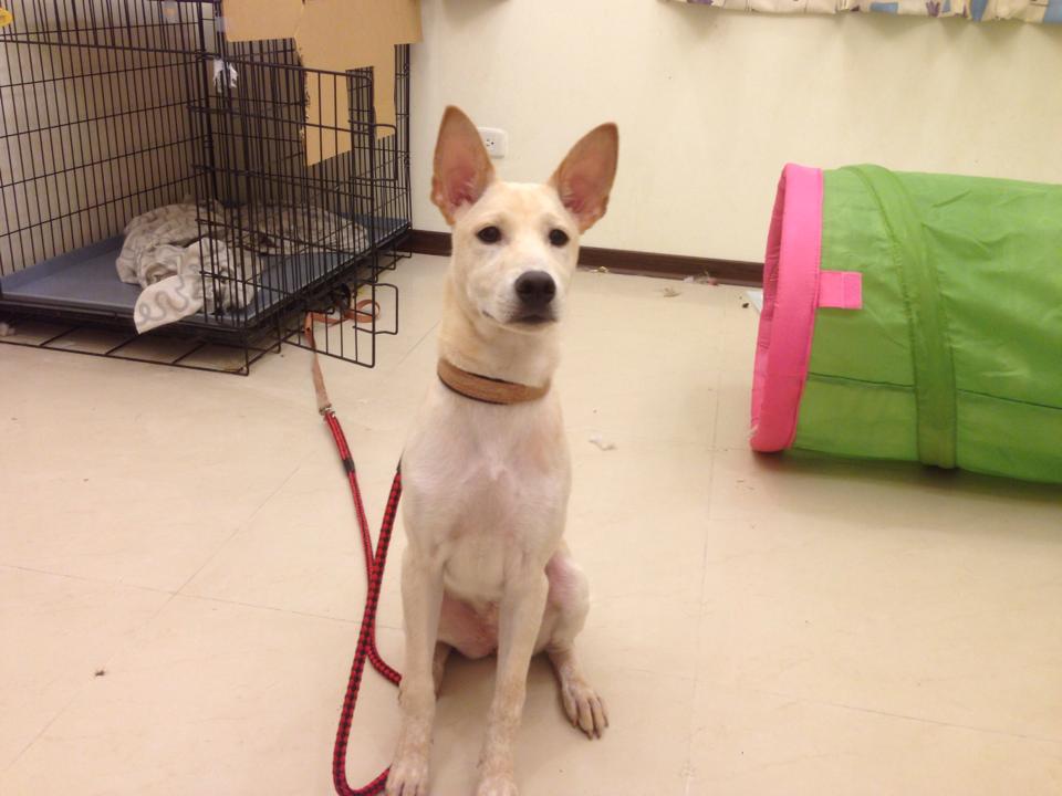 “狗狗送養”白色米克斯母四個月大，原送養人家庭有傷病無法續養，盼有緣人，溫柔親人活潑 - 20140808143918-480151687.jpg(圖)