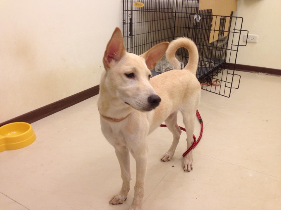 “狗狗送養”白色米克斯母四個月大，原送養人家庭有傷病無法續養，盼有緣人，溫柔親人活潑 - 20140808143918-480157519.jpg(圖)