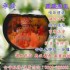 台中市-FB ►承康◄承康殯儀管理顧問有限公司-全省諮詢_圖