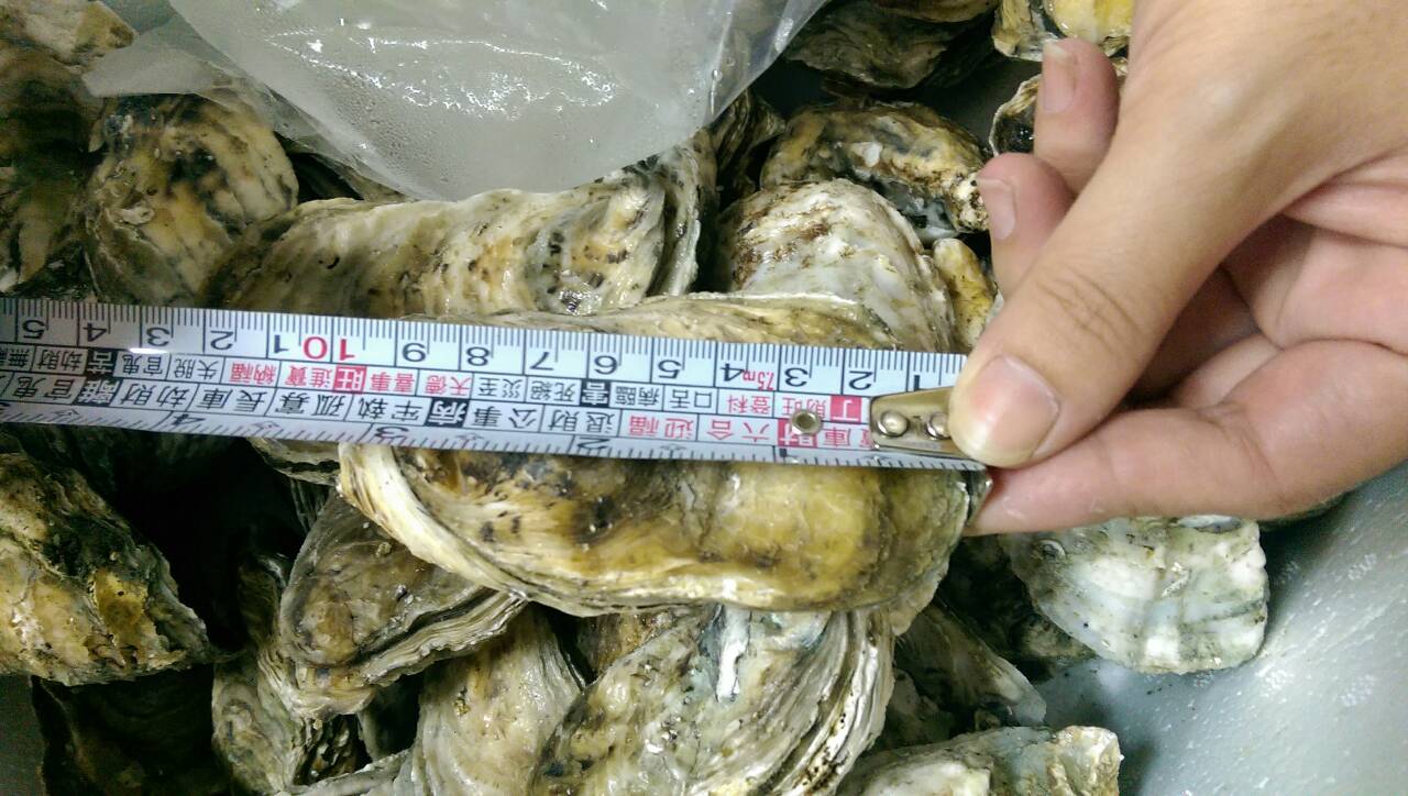 中秋烤肉促銷活動最佳食材*正港北門 8公分以上超大生蠔* 數量有限,請先來電是否有貨!! - 20140831141545-465921004.jpg(圖)