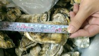 中秋烤肉促銷活動最佳食材*正港北門 8公分以上超大生蠔* 數量有限,請先來電是否有貨!!_圖片(1)