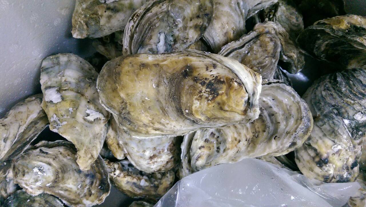 中秋烤肉促銷活動最佳食材*正港北門 8公分以上超大生蠔* 數量有限,請先來電是否有貨!! - 20140831141545-465932572.jpg(圖)