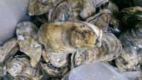 中秋烤肉促銷活動最佳食材*正港北門 8公分以上超大生蠔* 數量有限,請先來電是否有貨!!_圖片(2)