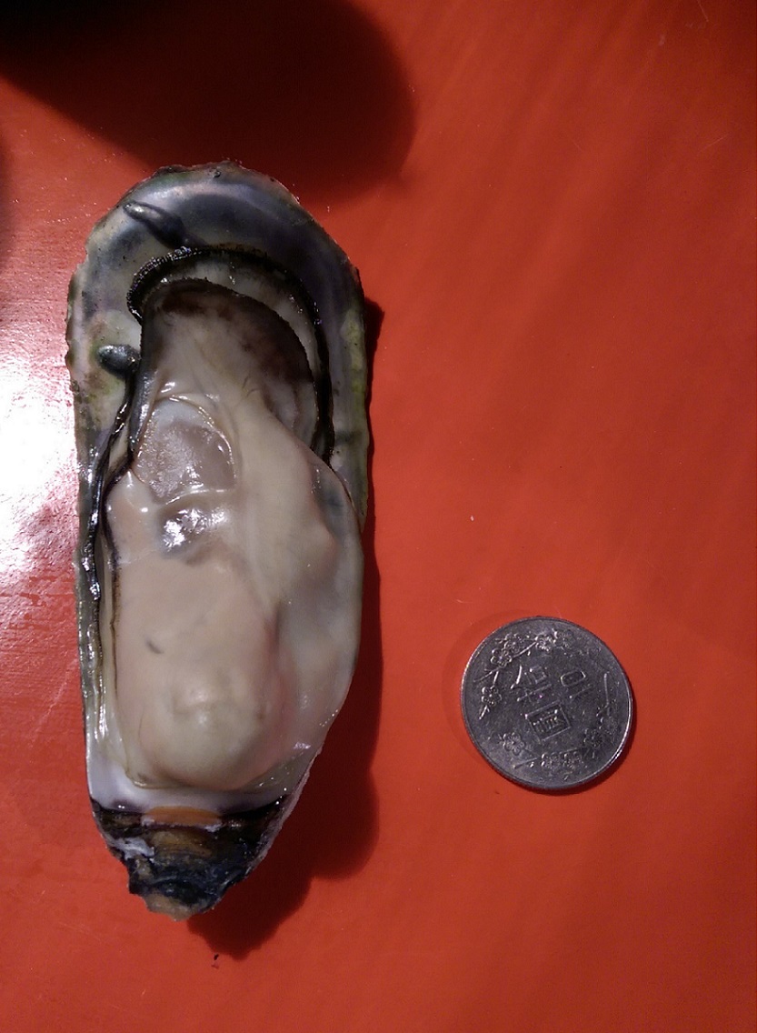 中秋烤肉促銷活動最佳食材*正港北門 8公分以上超大生蠔* 數量有限,請先來電是否有貨!! - 20140831141545-465953284.jpg(圖)