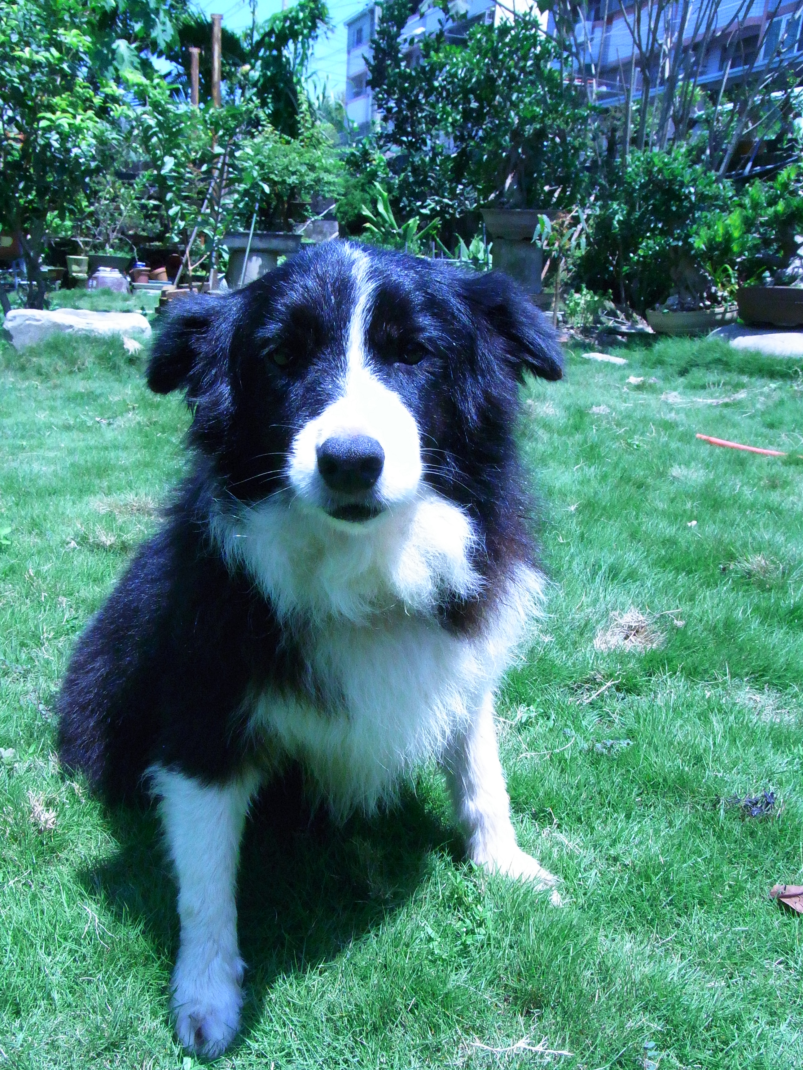 邊境牧羊會  （台中送養） - 20140903102739-711810560.JPG(圖)