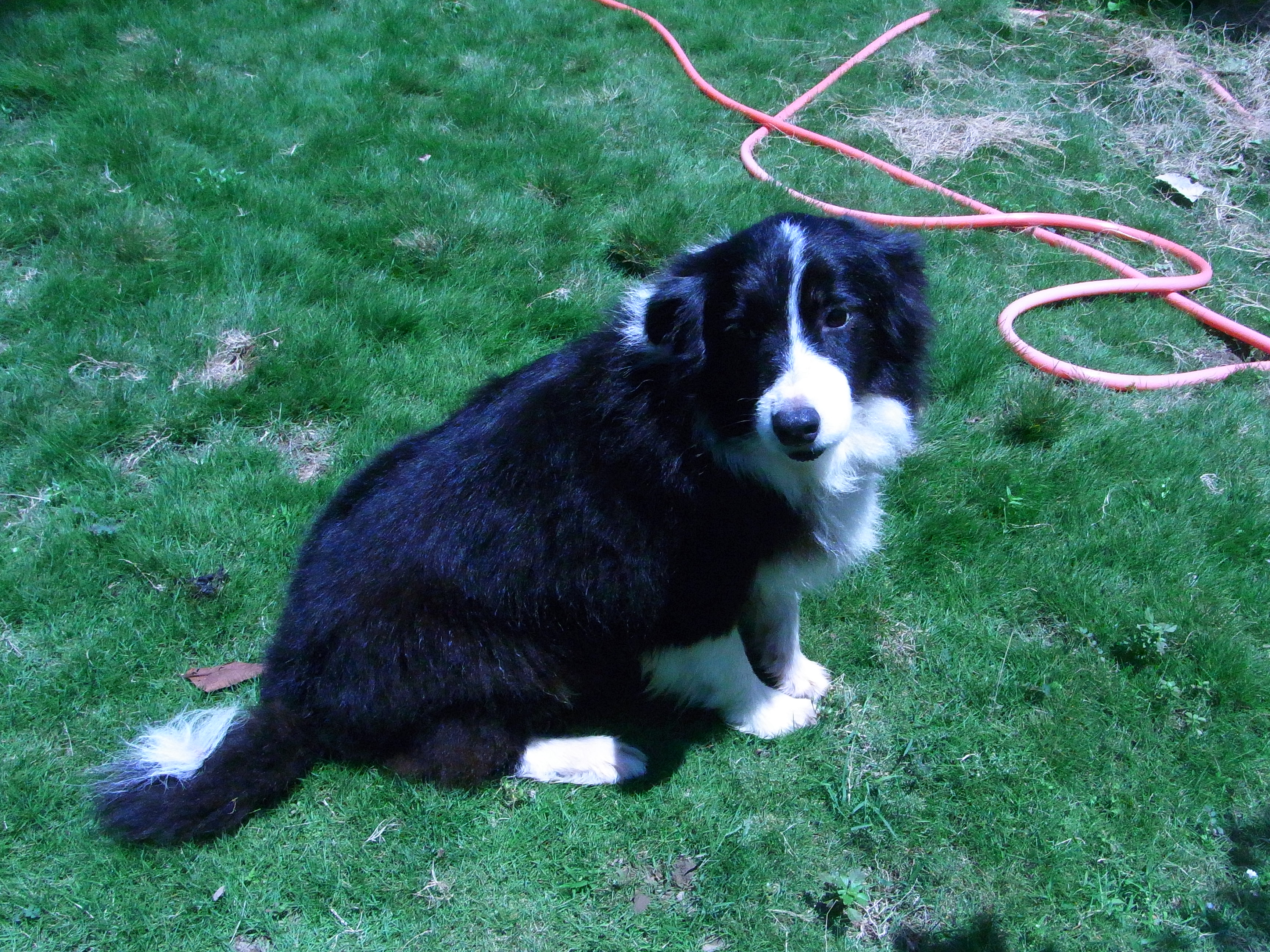 邊境牧羊會  （台中送養） - 20140903102739-712264784.JPG(圖)