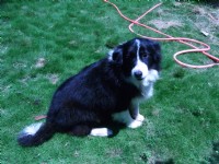 邊境牧羊會  （台中送養）_圖片(2)