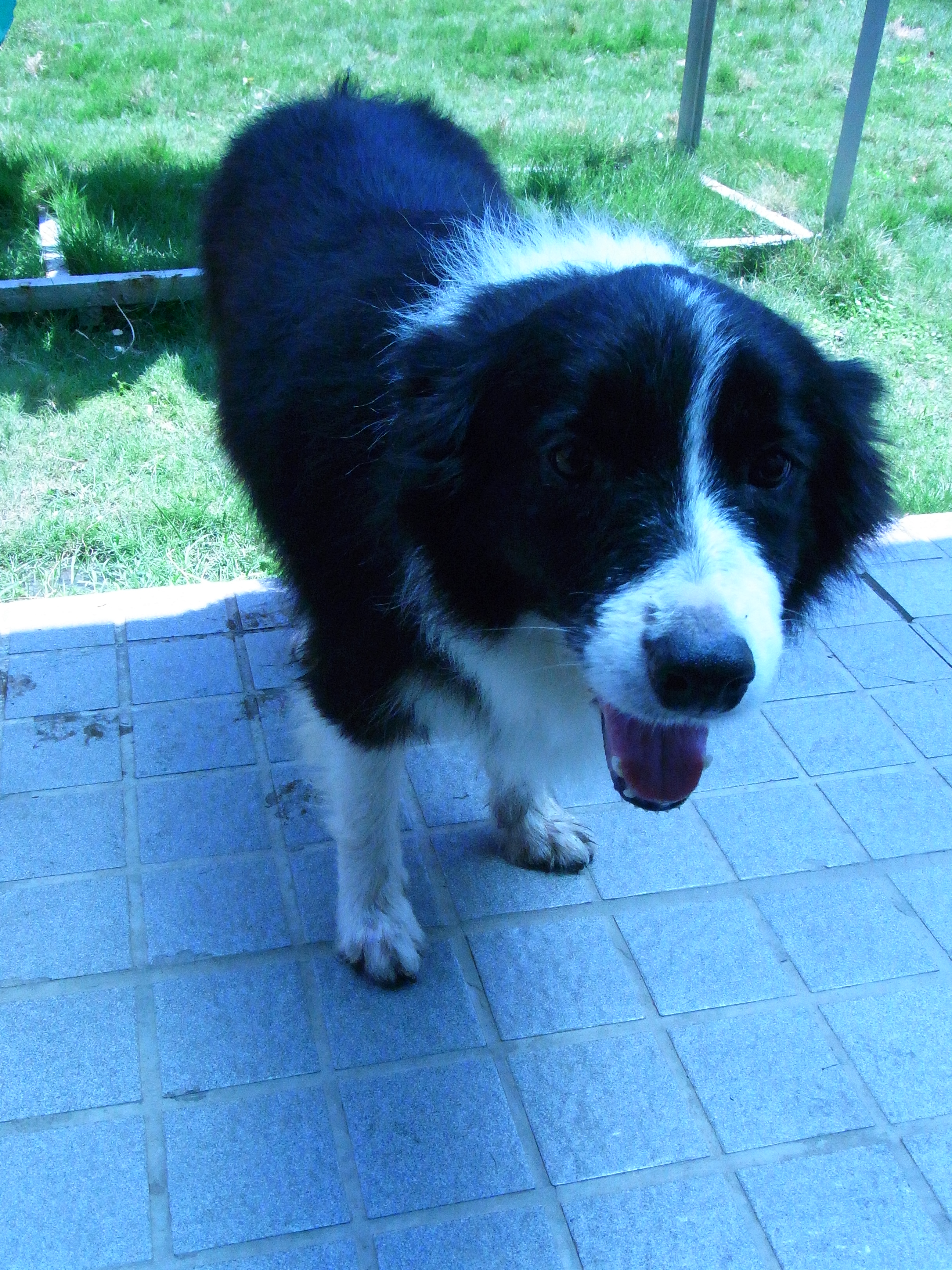 邊境牧羊會  （台中送養） - 20140903102739-712430012.JPG(圖)