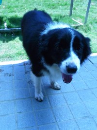 邊境牧羊會  （台中送養）_圖片(3)