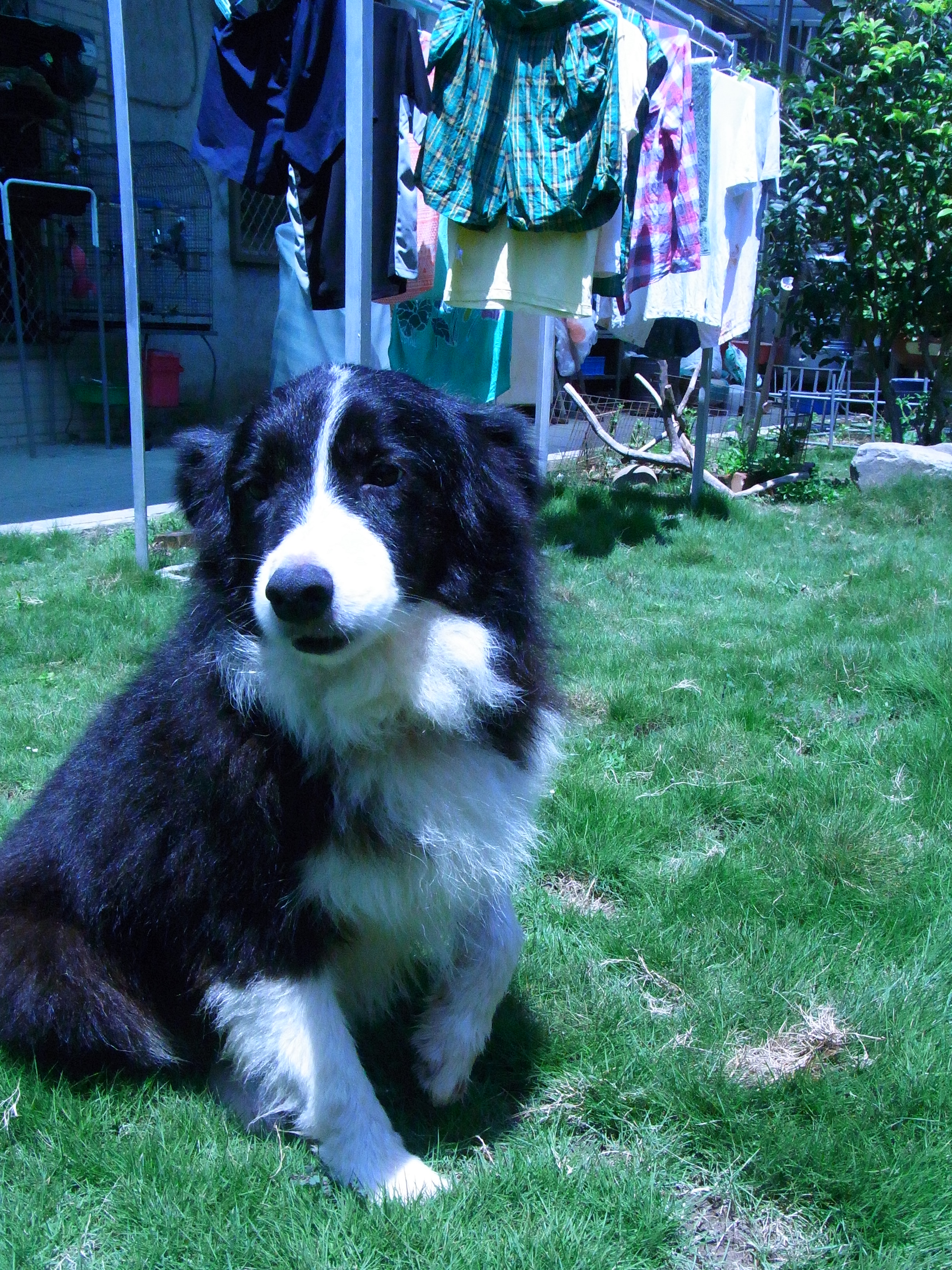 邊境牧羊會  （台中送養） - 20140903102739-712549213.JPG(圖)