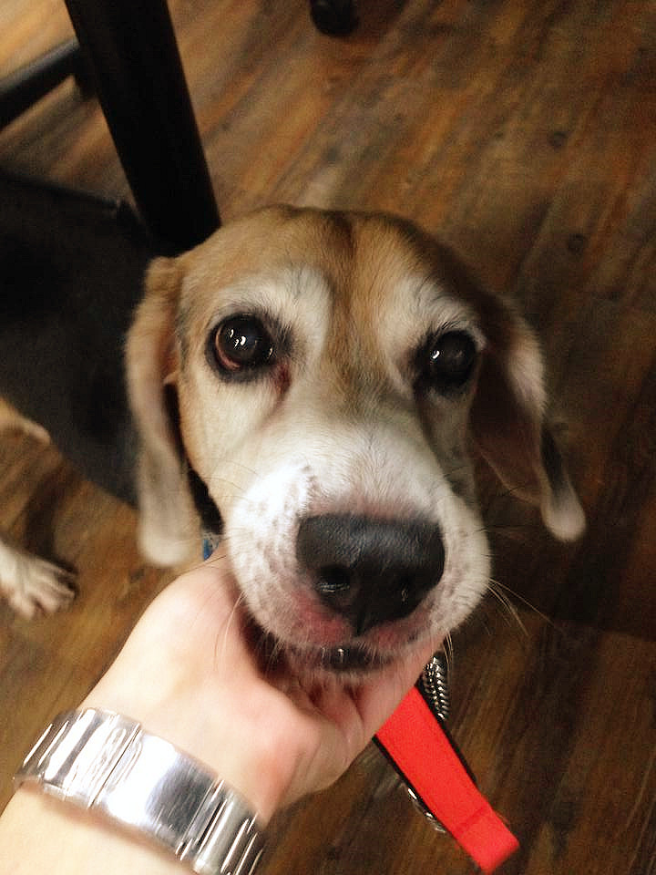 《米格魯認養》The Beagle Adoption 以認養代替購買！愛他、疼他、給他一個家！ - 20141006165304-585905818.jpg(圖)