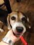 台北市-《米格魯認養》The Beagle Adoption 以認養代替購買！愛他、疼他、給他一個家！_圖