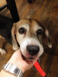 《米格魯認養》The Beagle Adoption 以認養代替購買！愛他、疼他、給他一個家！_圖片(1)