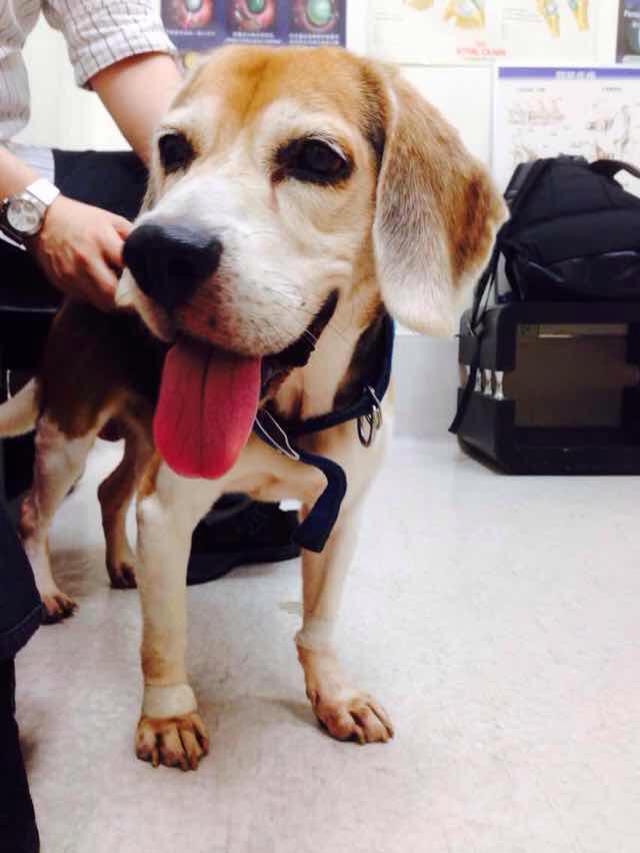 《米格魯認養》The Beagle Adoption 以認養代替購買！愛他、疼他、給他一個家！ - 20141006165304-586004788.jpg(圖)