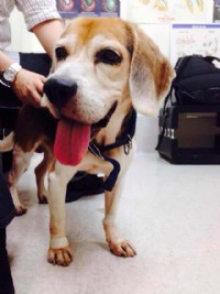 《米格魯認養》The Beagle Adoption 以認養代替購買！愛他、疼他、給他一個家！_圖片(4)