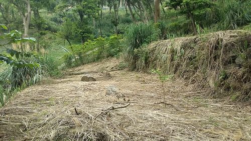 ~頭份在水一方休閒美地~*-*環境清幽、蓋農舍最佳、竹南頭份農地、小額投資 - 20150628161346-479655556.JPG(圖)