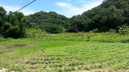 ~漂亮休閒農地~*-*平坦、視野開闊、竹南頭份農地、投資理財、成交快不動產 - 20150628163041-480799165.jpg(圖)