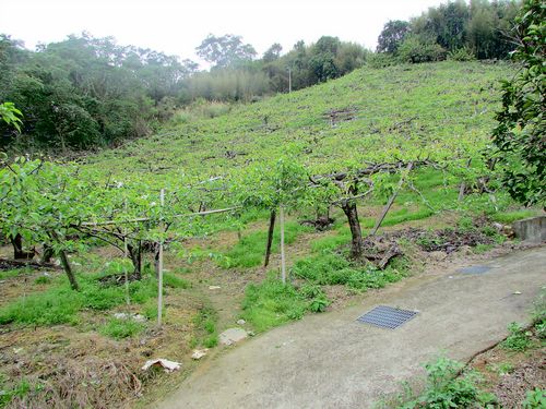 ~三灣面溪休閒水梨園~*-*背山面水、聚財寶地、竹南頭份農地 - 20150628170041-482349741.JPG(圖)