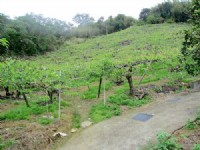 ~三灣面溪休閒水梨園~*-*背山面水、聚財寶地、竹南頭份農地_圖片(1)