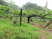 ~三灣面溪休閒水梨園~*-*背山面水、聚財寶地、竹南頭份農地_圖片(3)