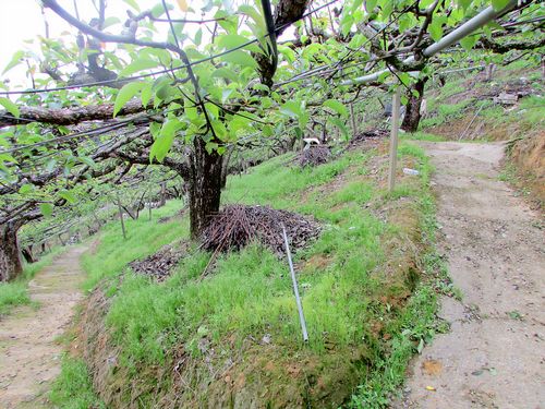 ~三灣面溪休閒水梨園~*-*背山面水、聚財寶地、竹南頭份農地 - 20150628170041-482390958.JPG(圖)