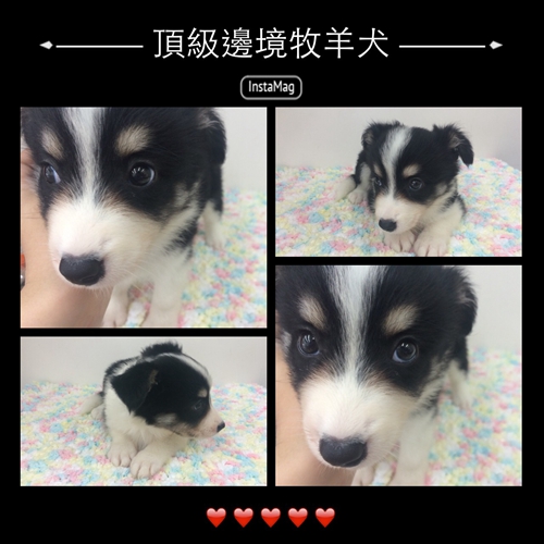 邊境牧羊犬 - 20150527161628-714672163.jpg(圖)