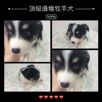 邊境牧羊犬_圖片(1)