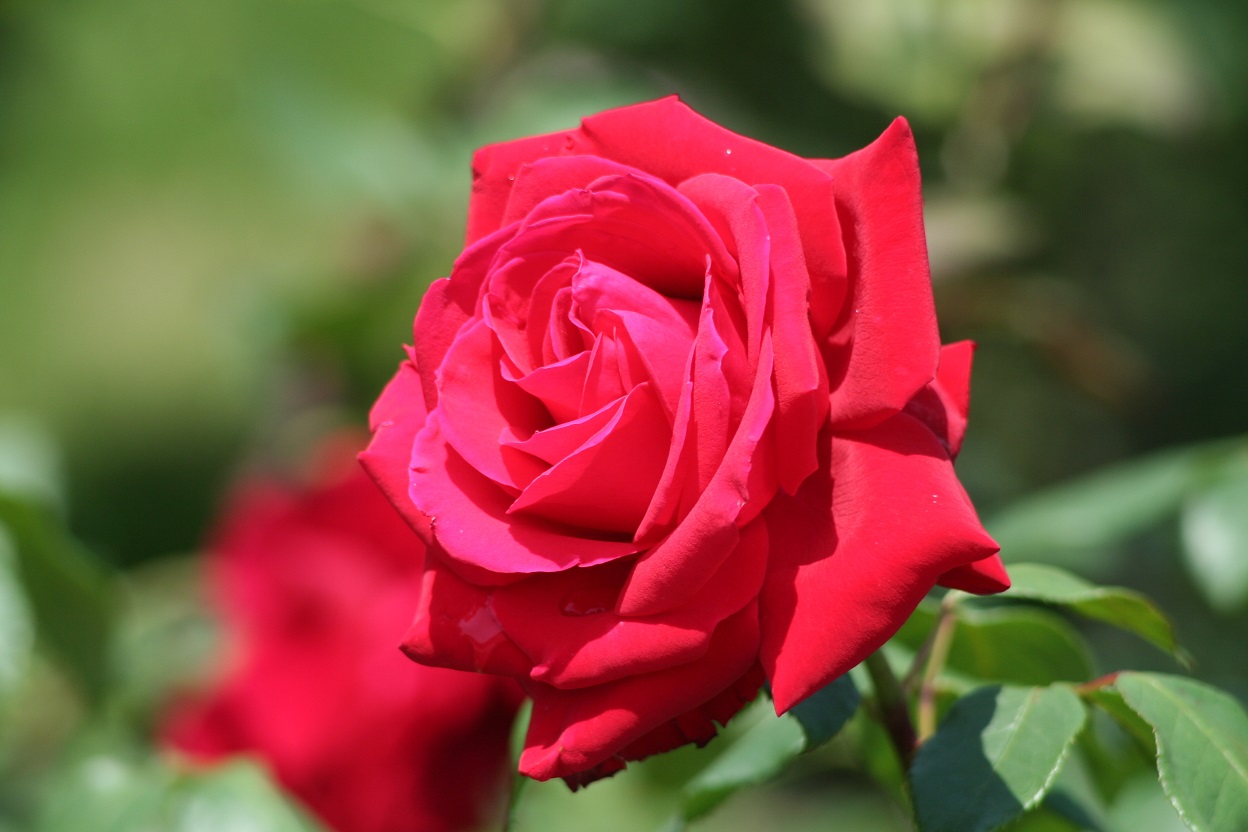 松田花藝-誠徵 兼職司機 - 20150718164618-209541898.JPG(圖)