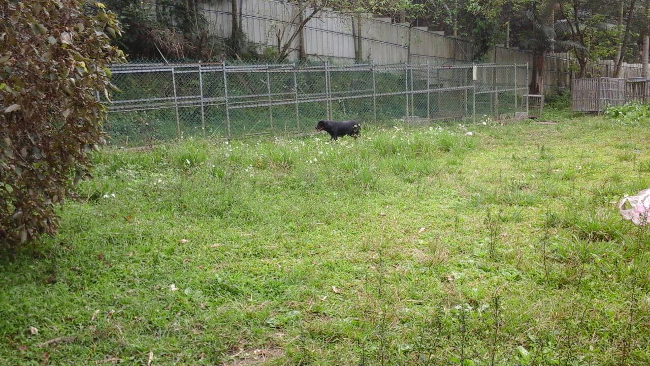 狗寶貝民宿窩《大台北基隆車接可》 - 20150415214541-106277661.jpg(圖)