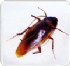 台北市-台北除蟲,除白蟻,除蚤除鼠除蟑螂,搜寶網推薦除蟲公司_圖