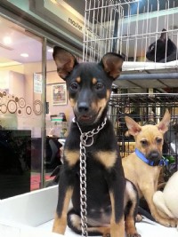 貓狗愛心認養_圖片(1)