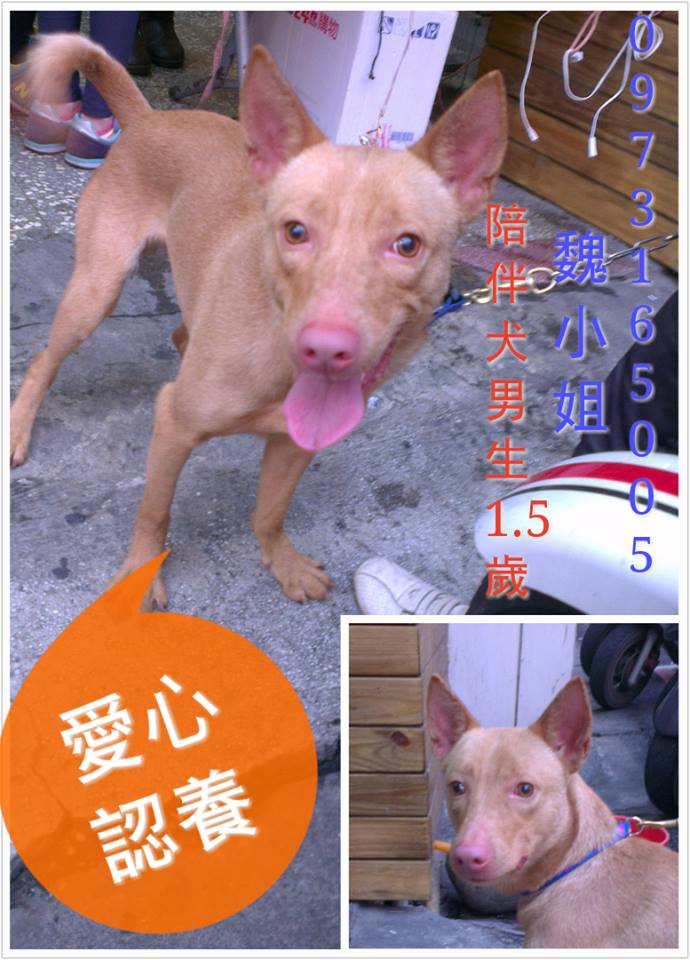 貓狗愛心認養 - 20150502224900-578637088.jpg(圖)