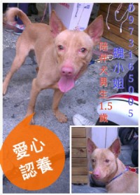 貓狗愛心認養_圖片(2)